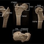 Dacopatie sau nu, dar s-a descoperit că leagănul civilizației e în Balcani și nu în Africa. Omul de Azmaka a fost primul hominid biped