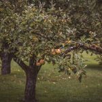 Importanța Orei de Stropire a Pomilor Fructiferi: Ghid Complet pentru Grădinari