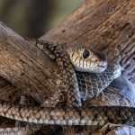 Intervenția Jandarmilor din Tulcea: O Reptilă Neobișnuită în Motorul unui Autoturism